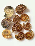 Load image into Gallery viewer, 1PC Natural Rare Ammonite Fossil, Crystal Quartz Fossil ,Reiki Healing
